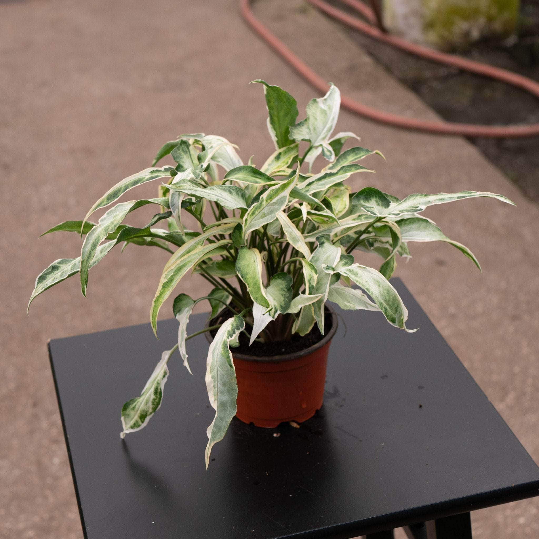 starlite succulent Syngonium podophyllum 'Starlite"