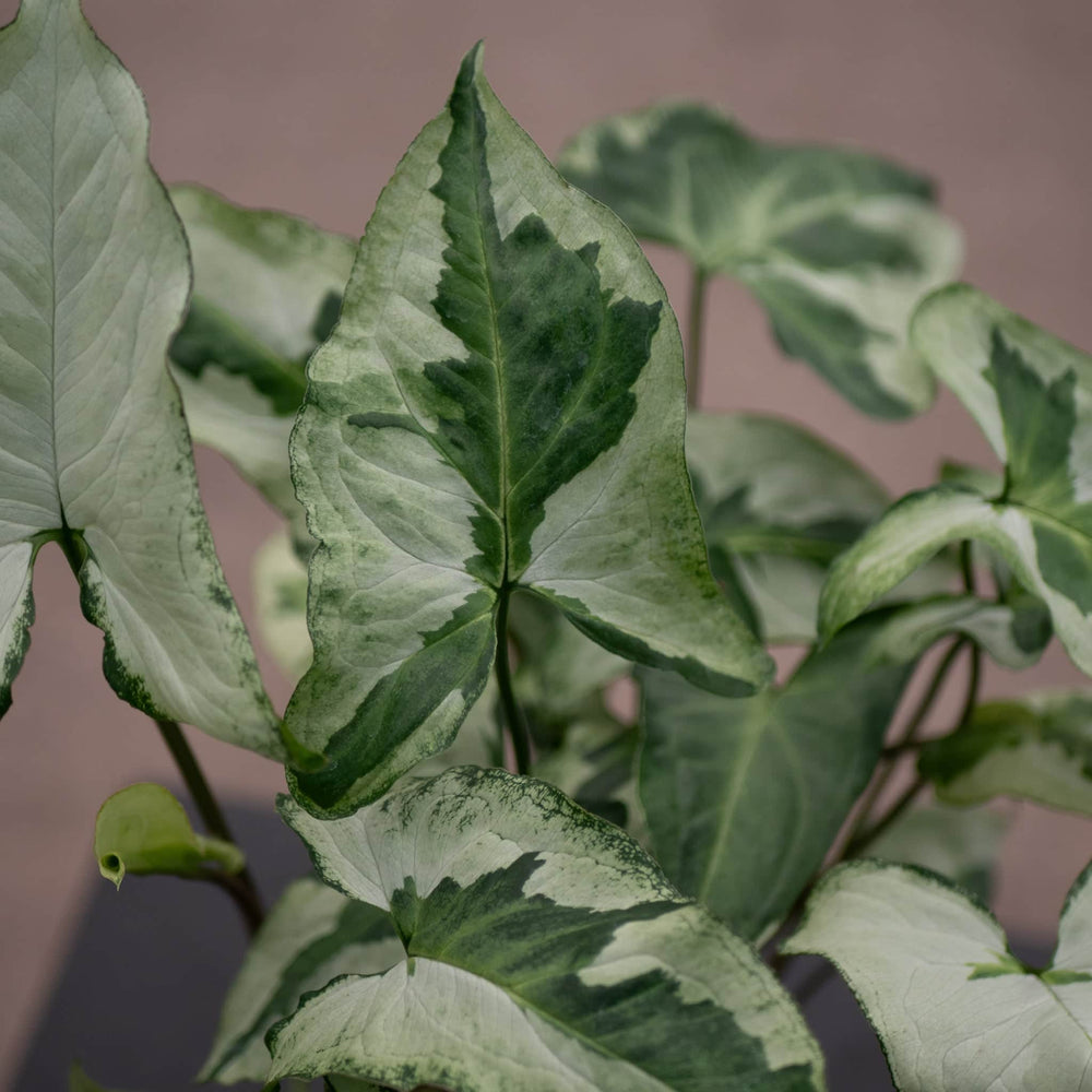 Gabriella Plants Syngonium 3" Syngonium podophyllum 'Three Kings'