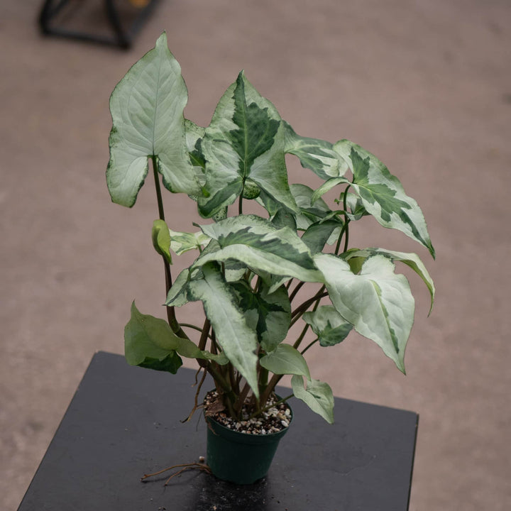 Gabriella Plants Syngonium 3" Syngonium podophyllum 'Three Kings'