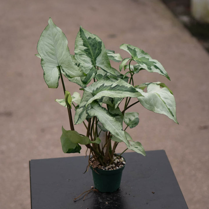 Gabriella Plants Syngonium 3" Syngonium podophyllum 'Three Kings'