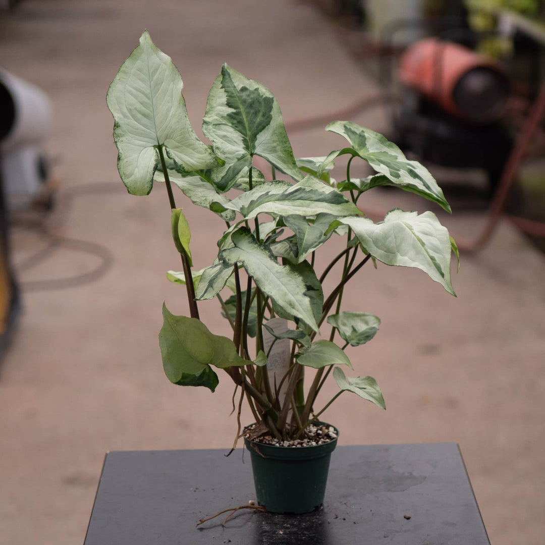 Gabriella Plants Syngonium 3" Syngonium podophyllum 'Three Kings'