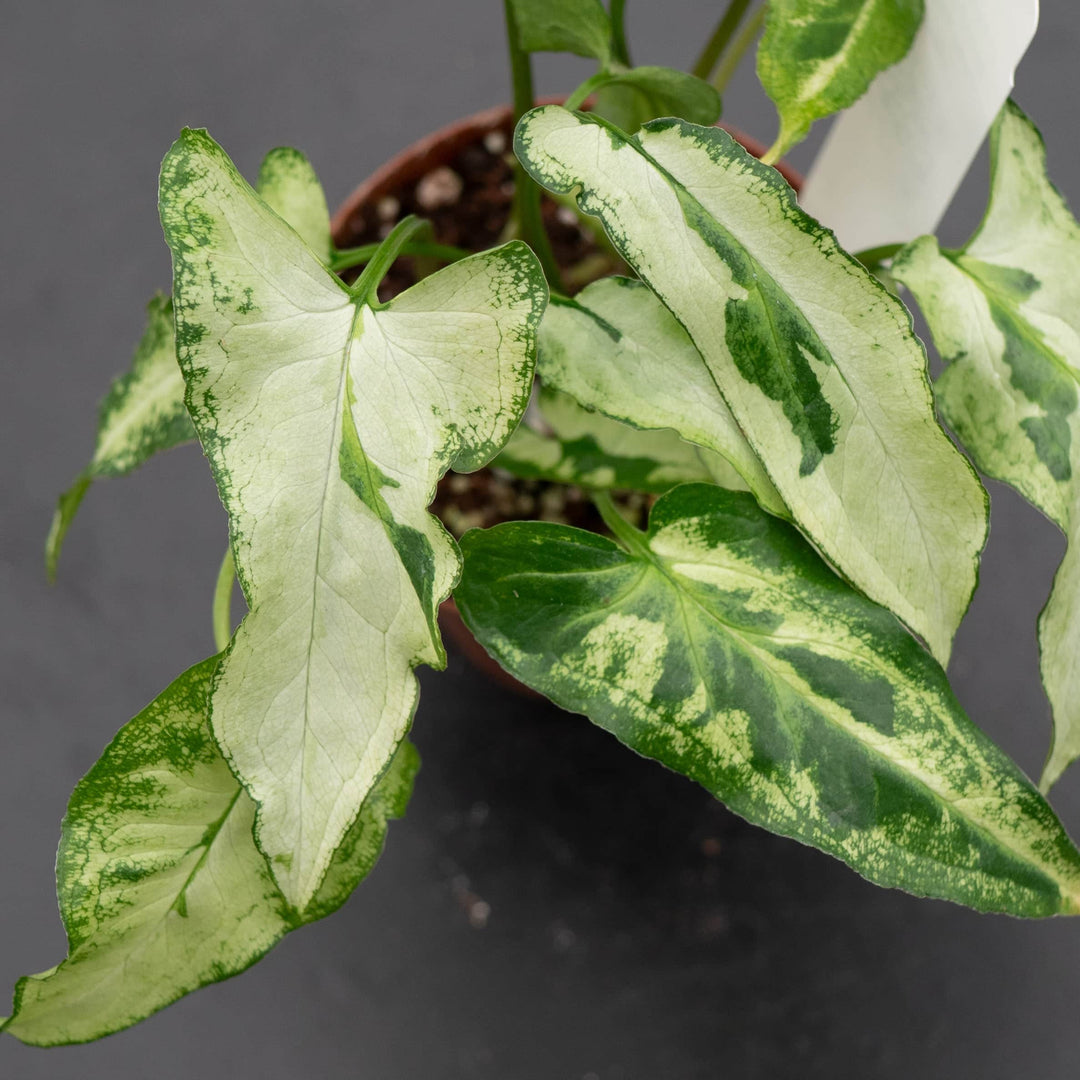 Gabriella Plants Syngonium 3" Syngonium podophyllum 'Three Kings'