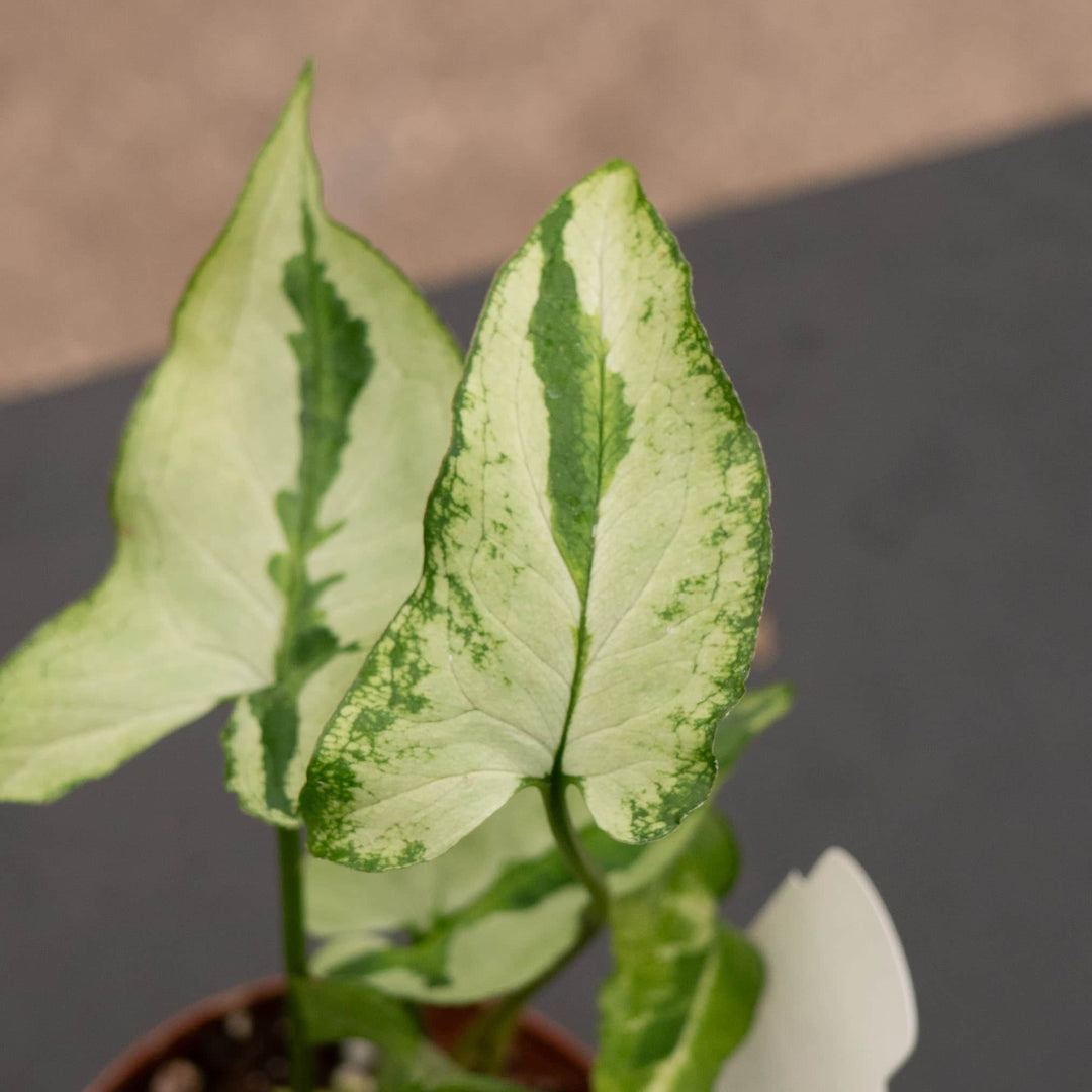 Gabriella Plants Syngonium 3" Syngonium podophyllum 'Three Kings'