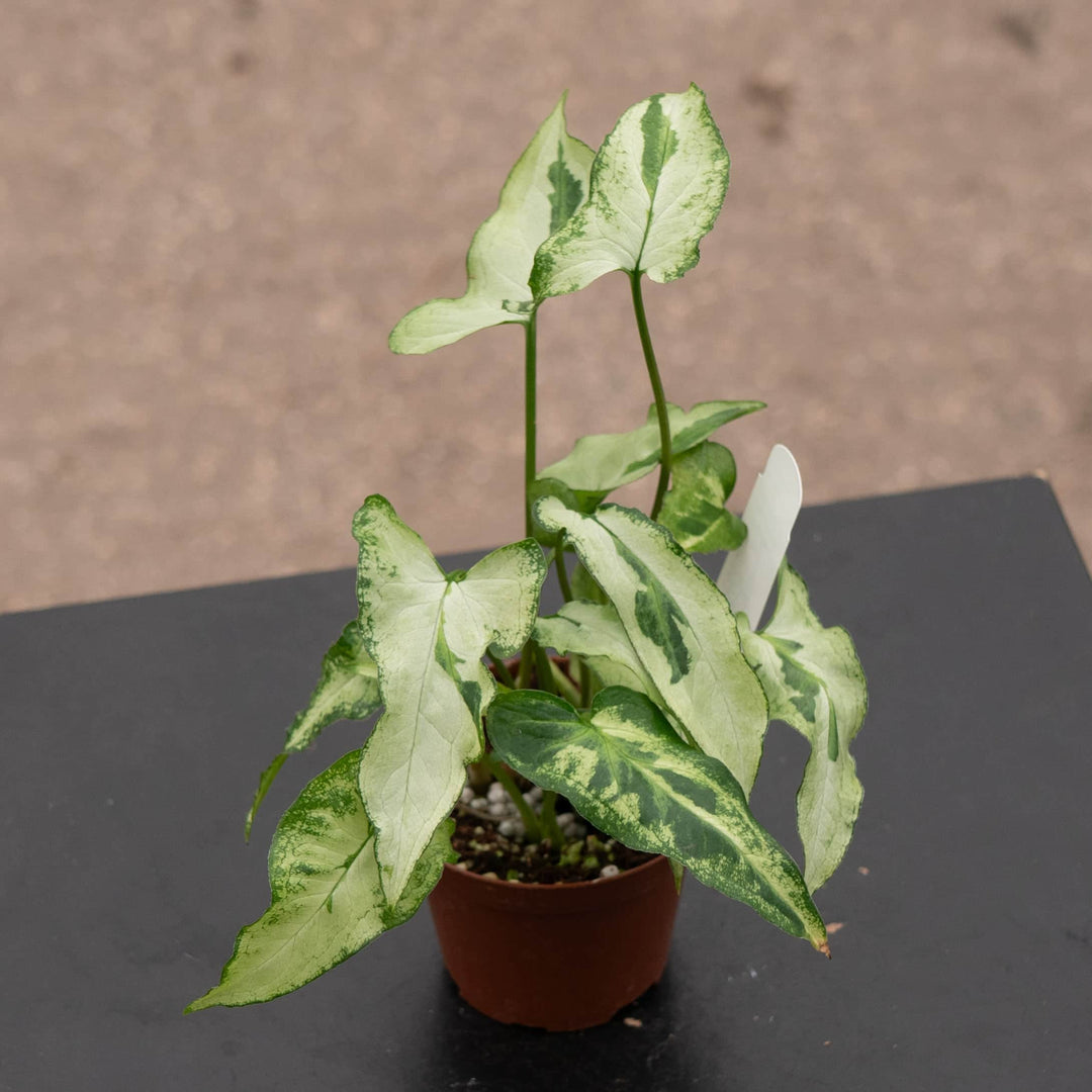 Gabriella Plants Syngonium 3" Syngonium podophyllum 'Three Kings'