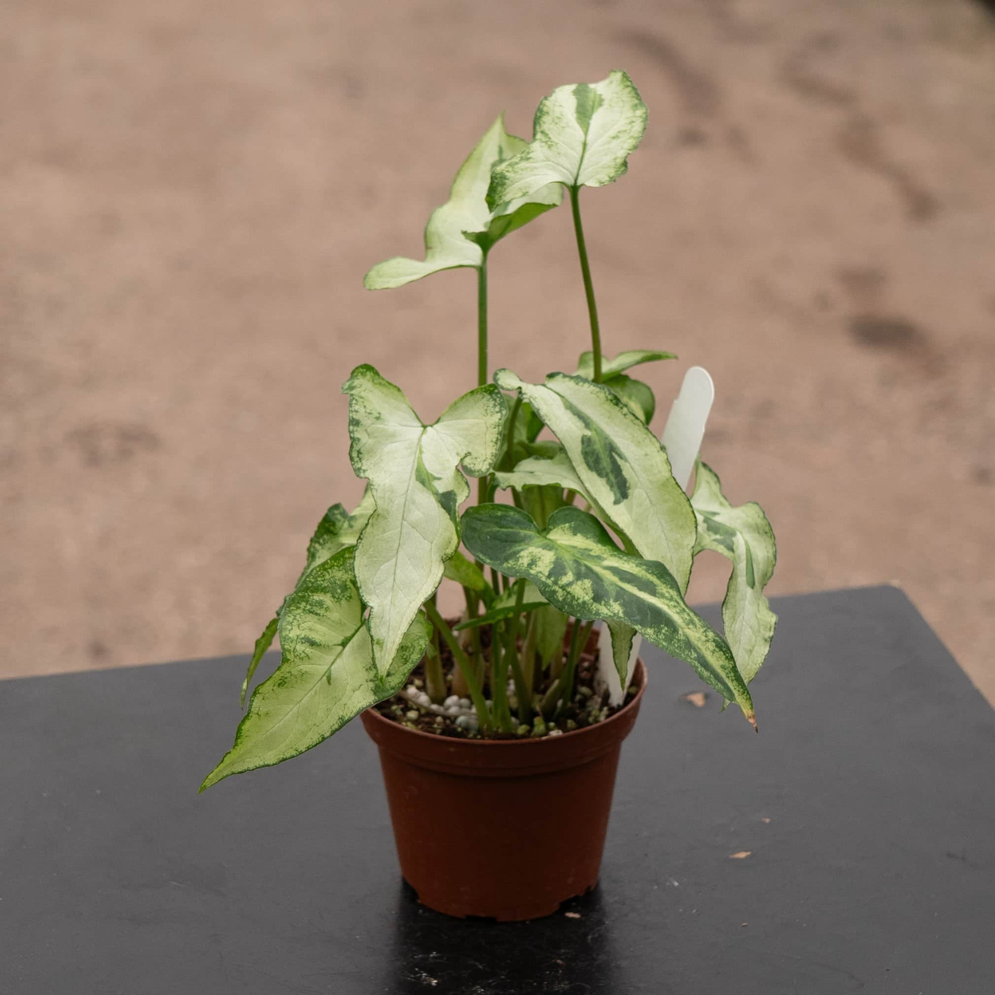 Gabriella Plants Syngonium podophyllum Three Kings - Thumbnail 3
