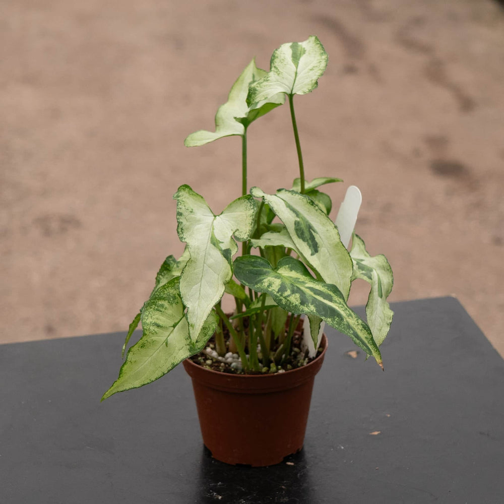 Gabriella Plants Syngonium 3" Syngonium podophyllum 'Three Kings'