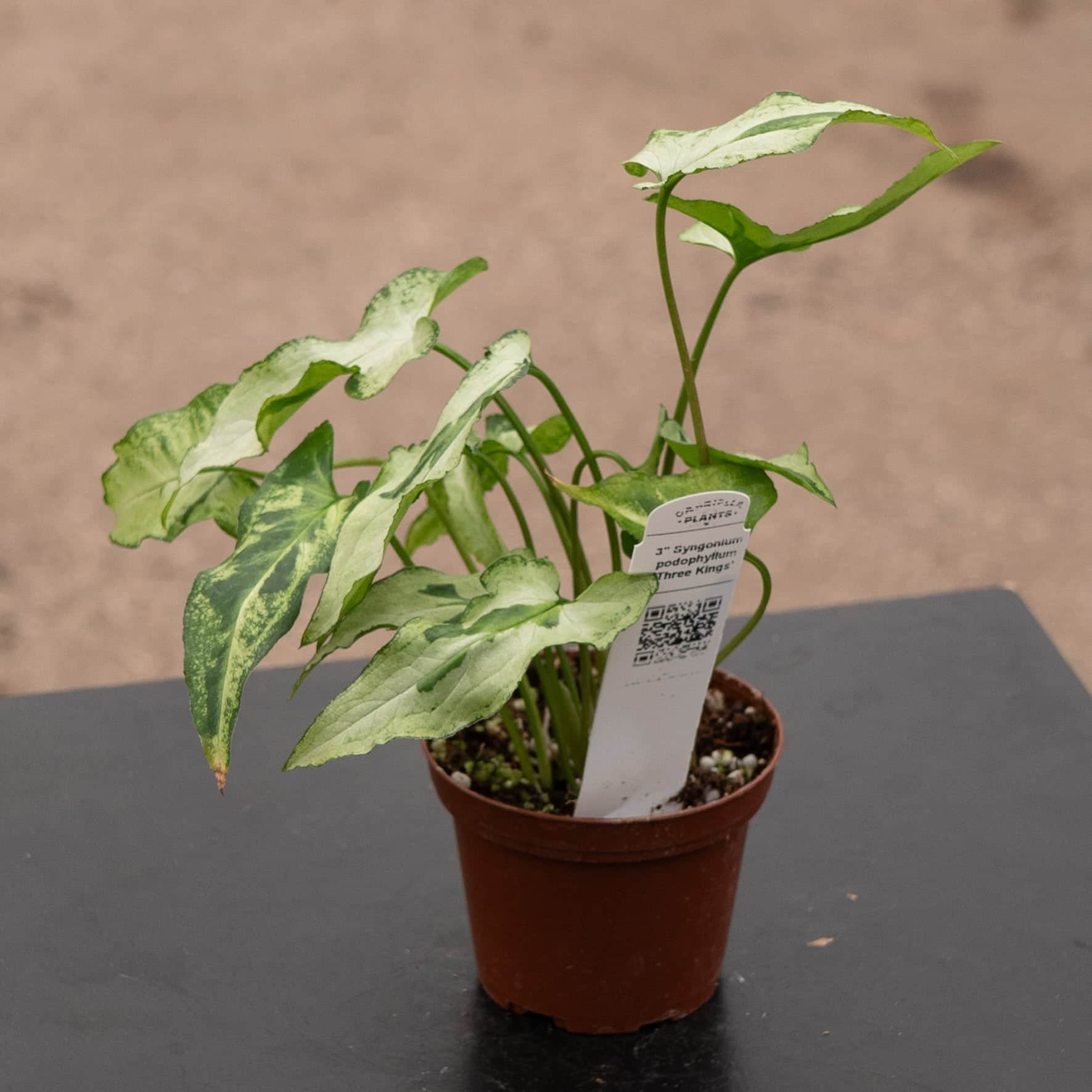 Gabriella Plants Syngonium podophyllum Three Kings - Thumbnail 5