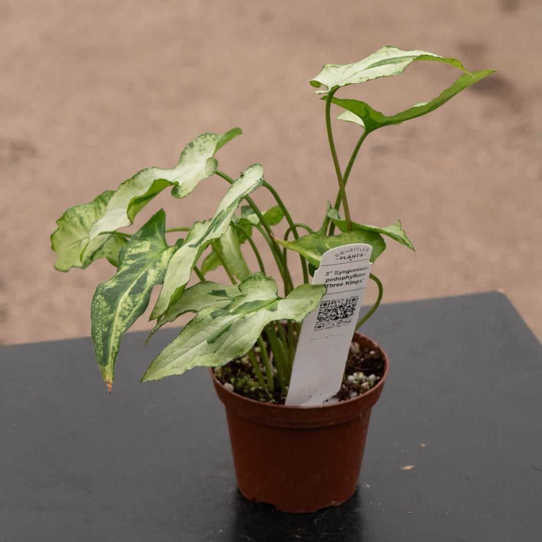 fertilizer for syngonium plant Syngonium podophyllum 'Three Kings'