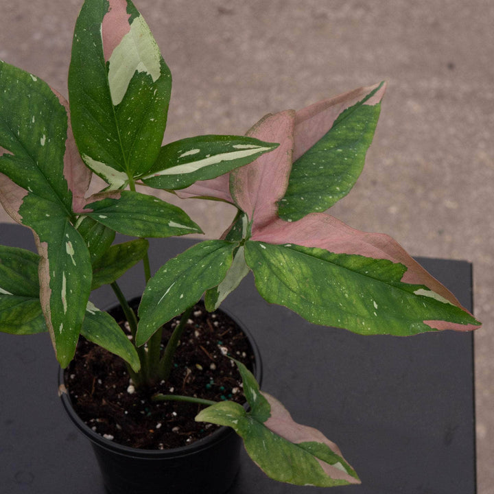 Gabriella Plants Syngonium 4" Syngonium podophyllum 'Tricolor'