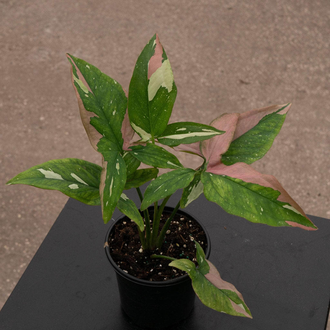 Gabriella Plants Syngonium 4" Syngonium podophyllum 'Tricolor'