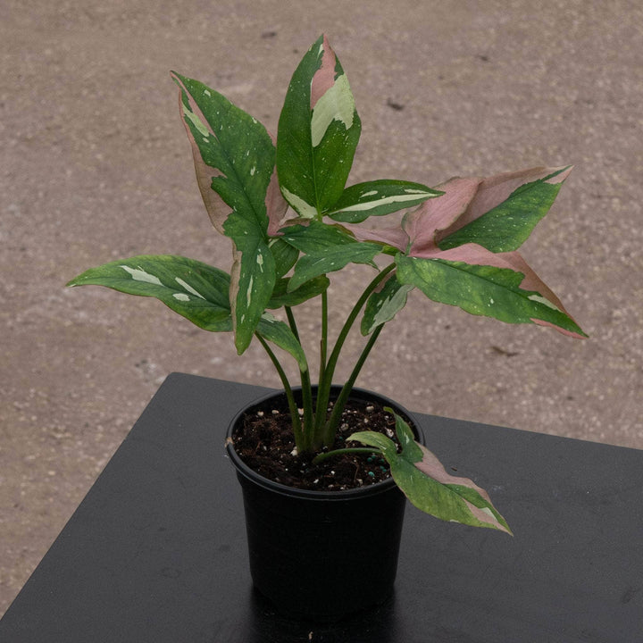 Gabriella Plants Syngonium 4" Syngonium podophyllum 'Tricolor'