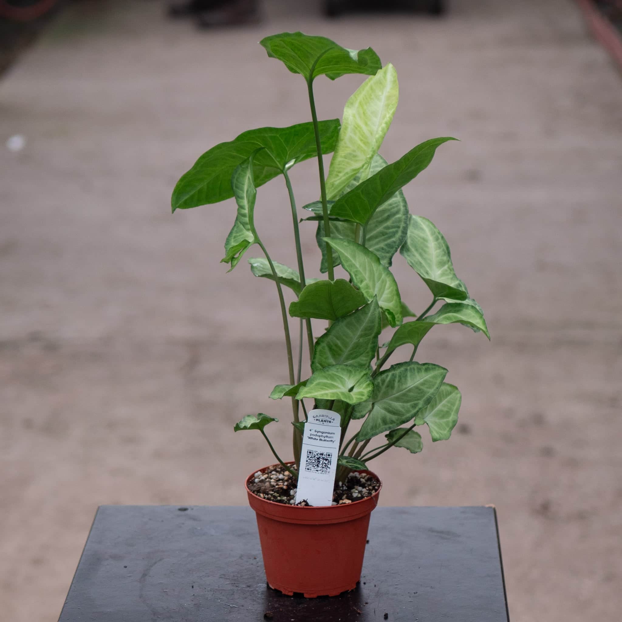 butterfly house plant care Syngonium podophyllum 'White Butterfly'