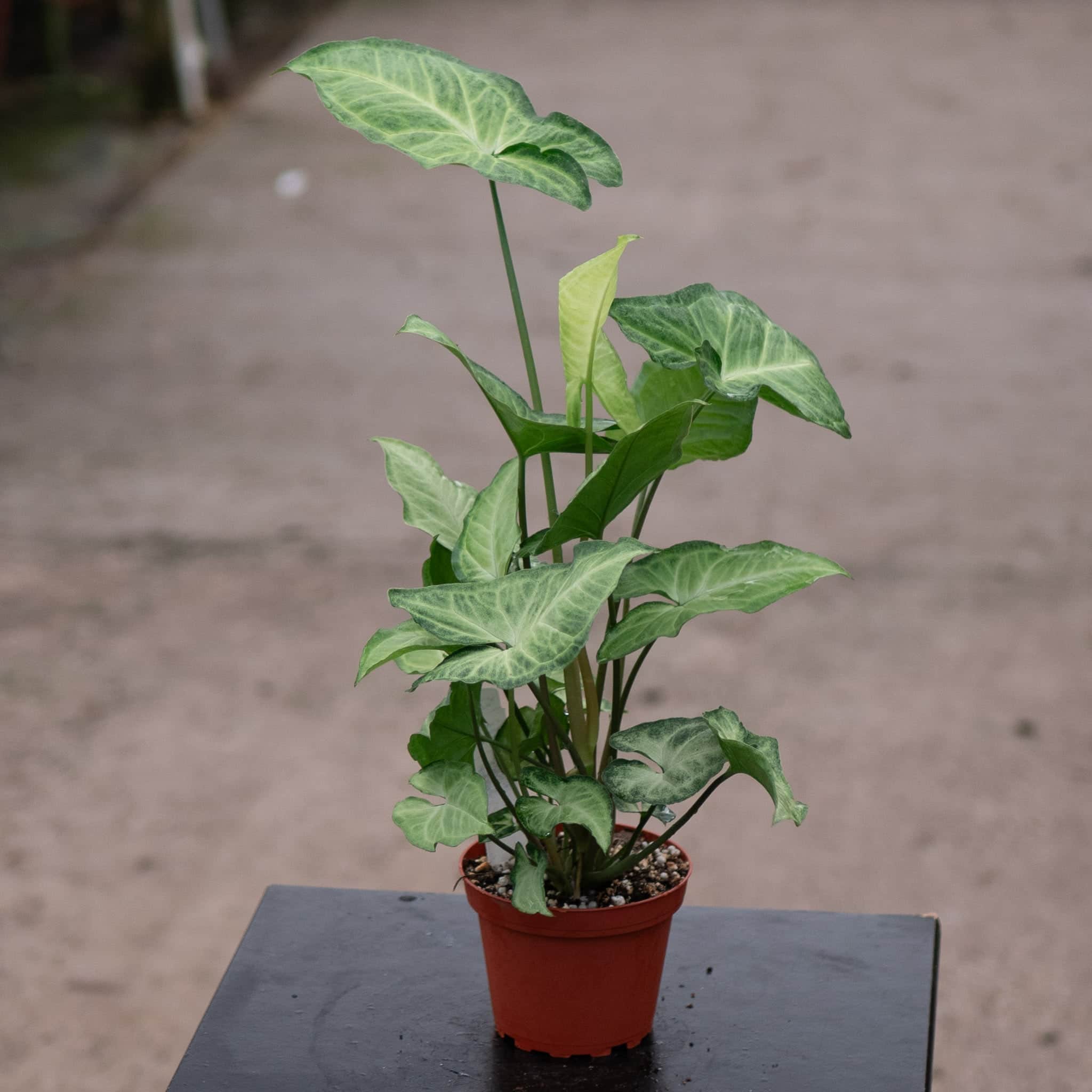 butterfly house plant care Syngonium podophyllum 'White Butterfly'