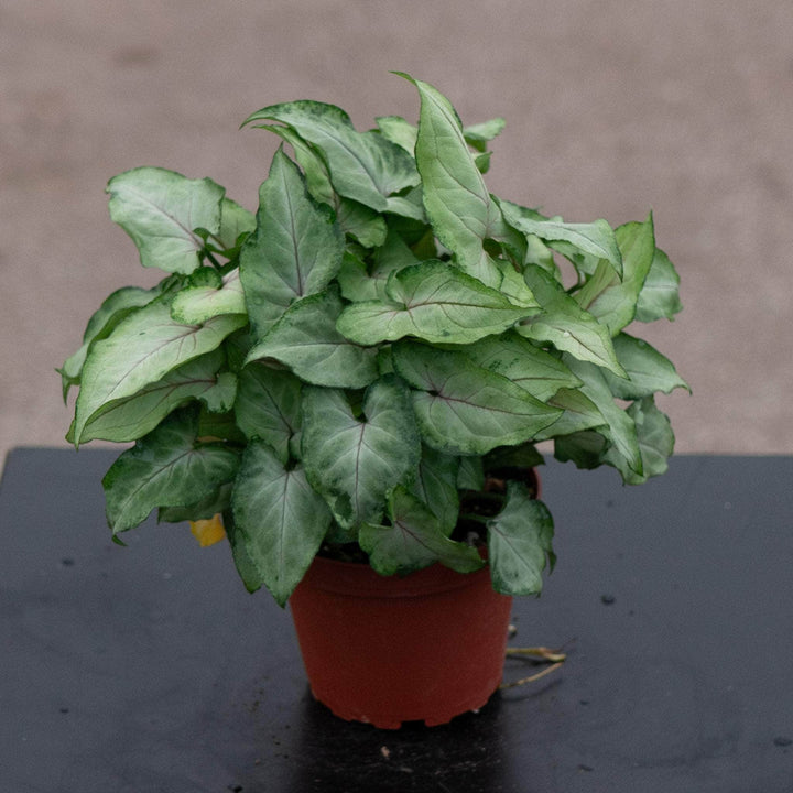 Gabriella Plants Syngonium 4" Syngonium podophyllum ‘Yami Red Wine’