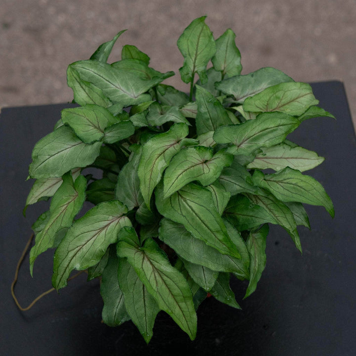 Gabriella Plants Syngonium 4" Syngonium podophyllum ‘Yami Red Wine’