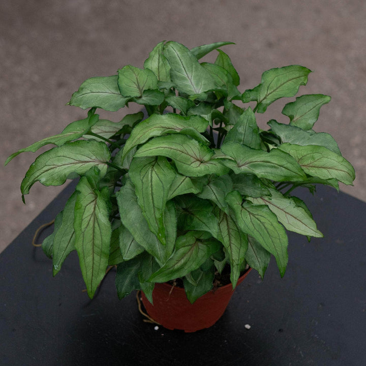 Gabriella Plants Syngonium 4" Syngonium podophyllum ‘Yami Red Wine’