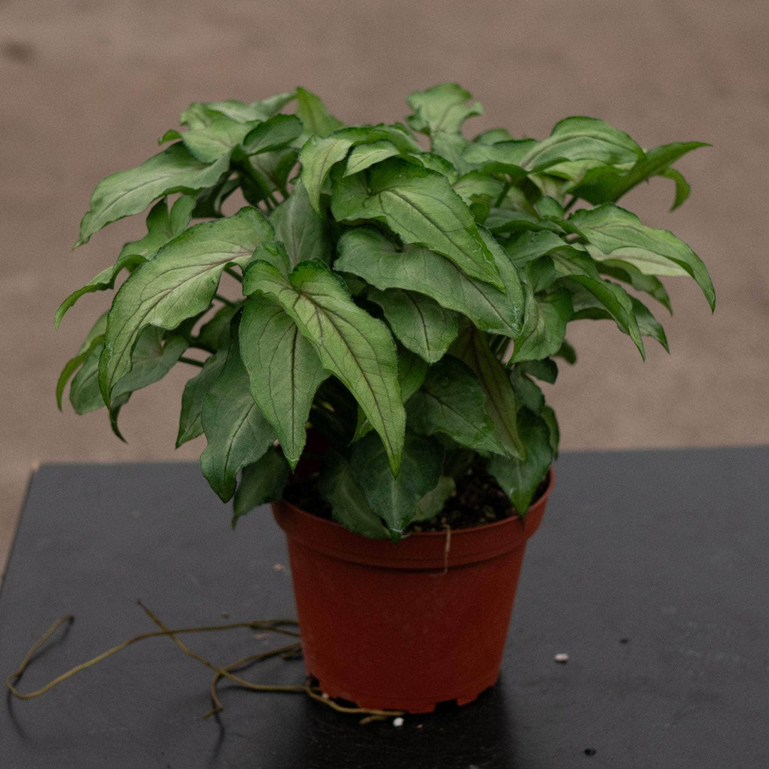 Gabriella Plants Syngonium 4" Syngonium podophyllum ‘Yami Red Wine’