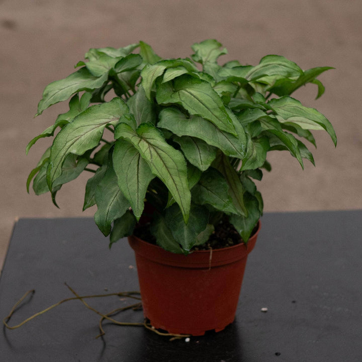 Gabriella Plants Syngonium 4" Syngonium podophyllum ‘Yami Red Wine’