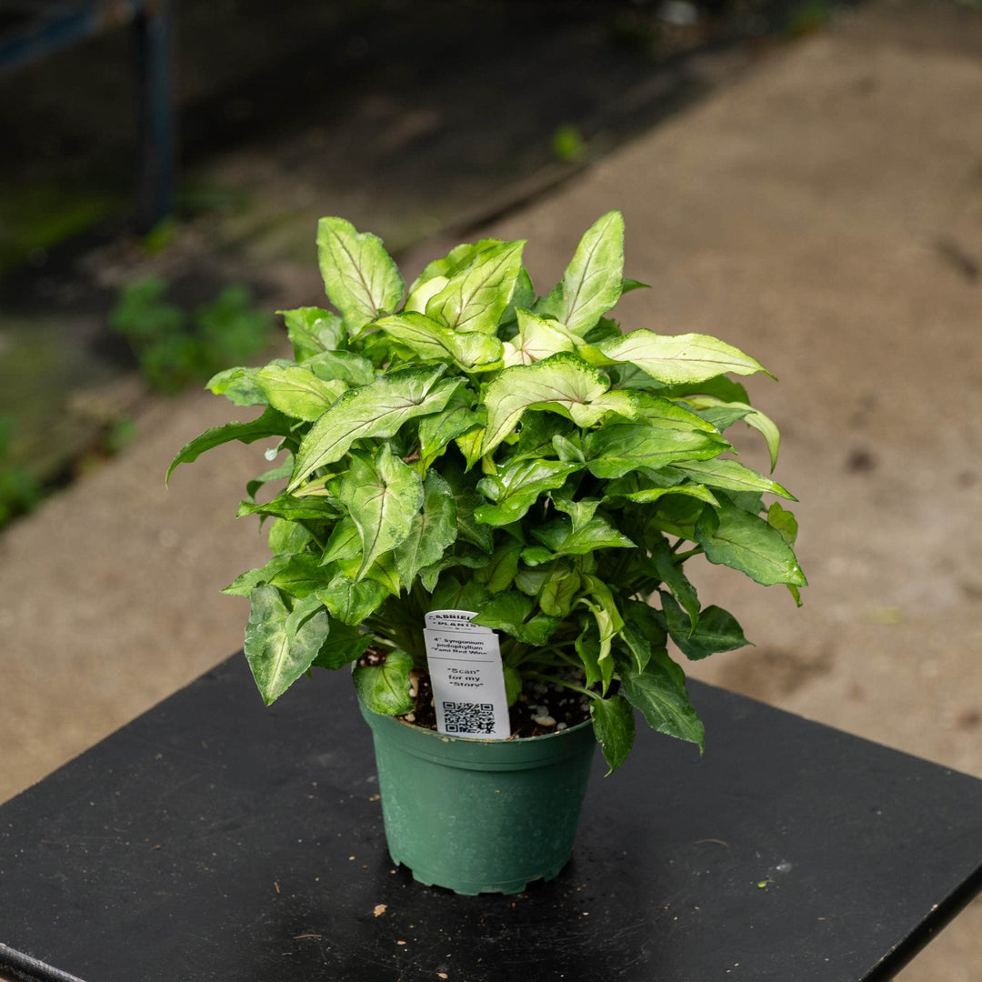 Gabriella Plants Syngonium 4" Syngonium podophyllum ‘Yami Red Wine’