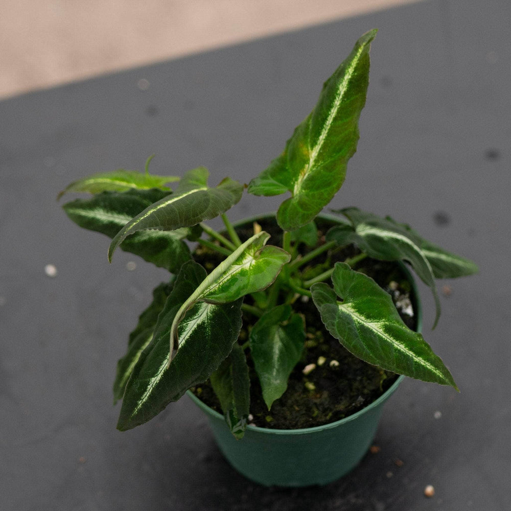 Gabriella Plants Syngonium 3" Syngonium rayii