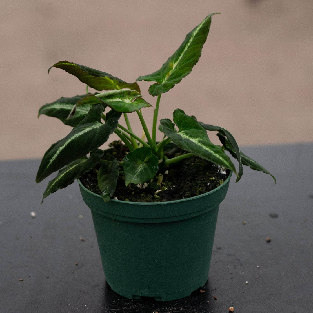Gabriella Plants Syngonium 3" Syngonium rayii
