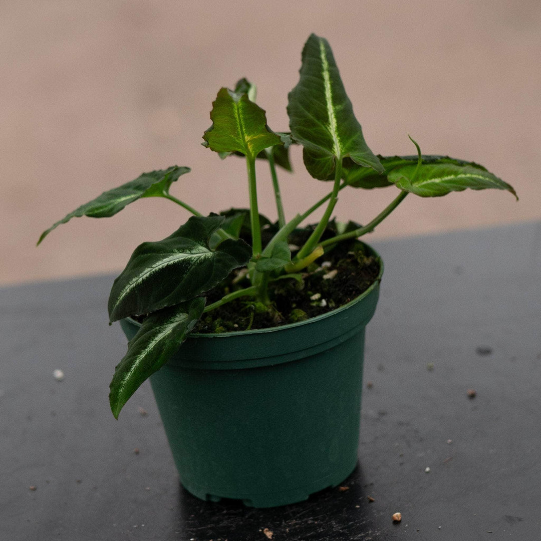 Gabriella Plants Syngonium 3" Syngonium rayii