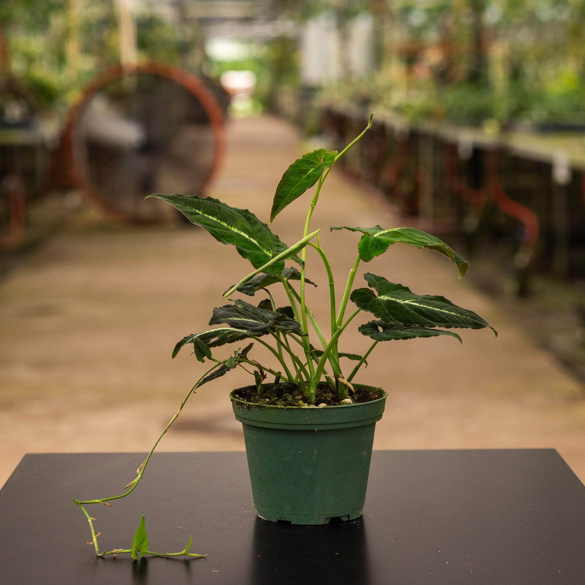 Gabriella Plants Syngonium 3" Syngonium rayii