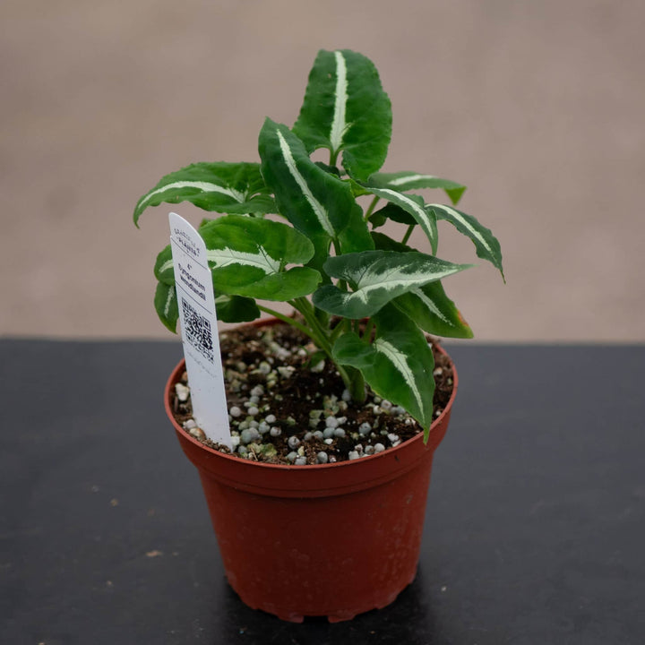 Gabriella Plants Syngonium 4" Syngonium wendlandii