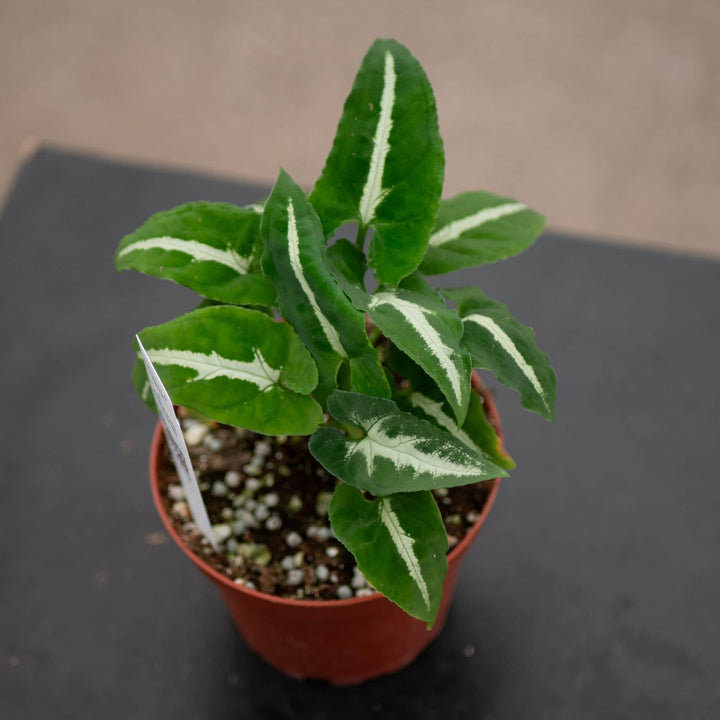 Gabriella Plants Syngonium 4" Syngonium wendlandii