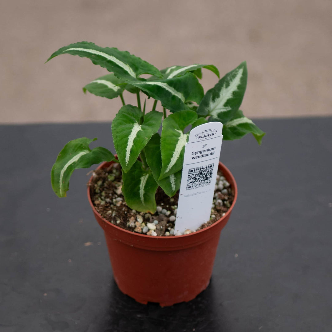 Gabriella Plants Syngonium 4" Syngonium wendlandii
