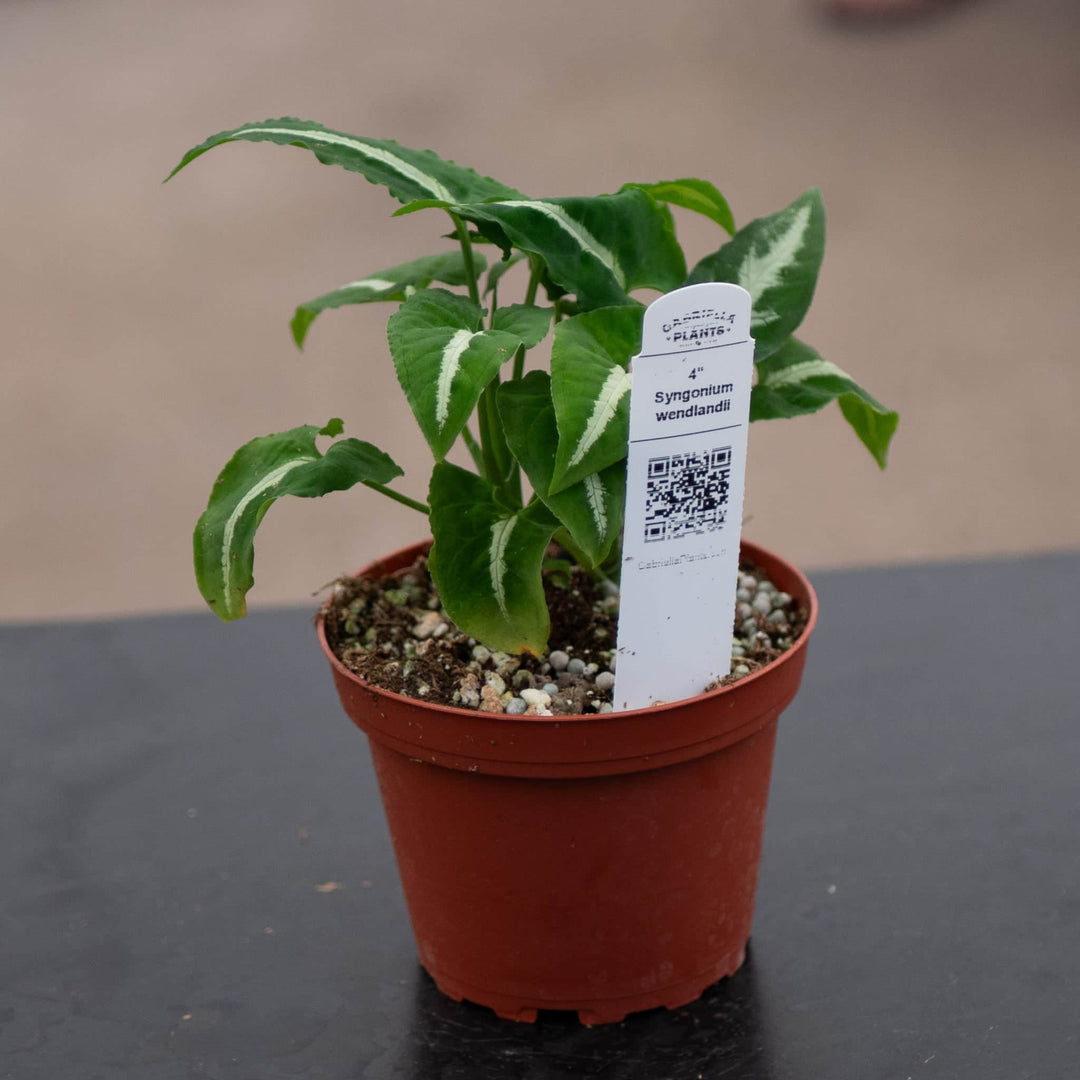 Gabriella Plants Syngonium 4" Syngonium wendlandii