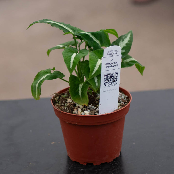Gabriella Plants Syngonium 4" Syngonium wendlandii