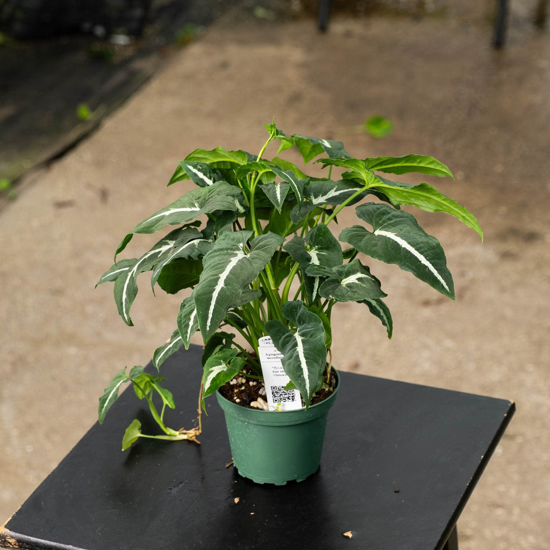 Gabriella Plants Syngonium 4" Syngonium wendlandii