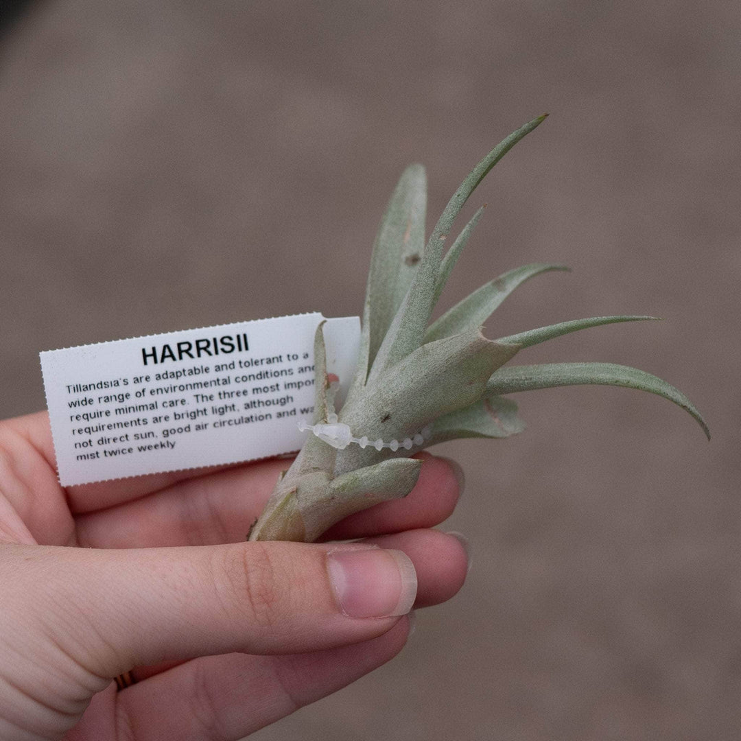 Gabriella Plants Air Plants Tillandsia Assortment 3-Pack