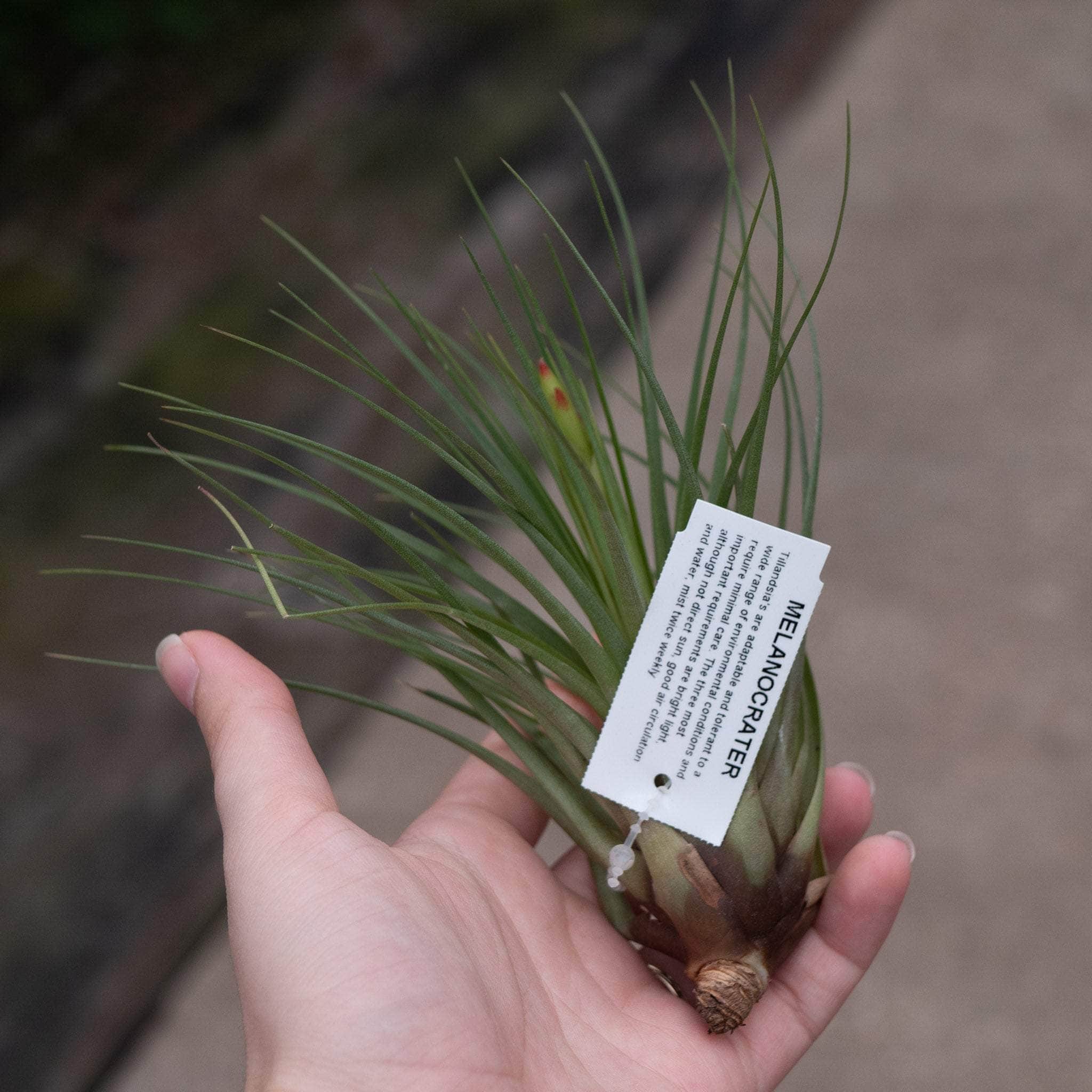 Tillandsia Assortment 3-Pack - Gabriella Plants