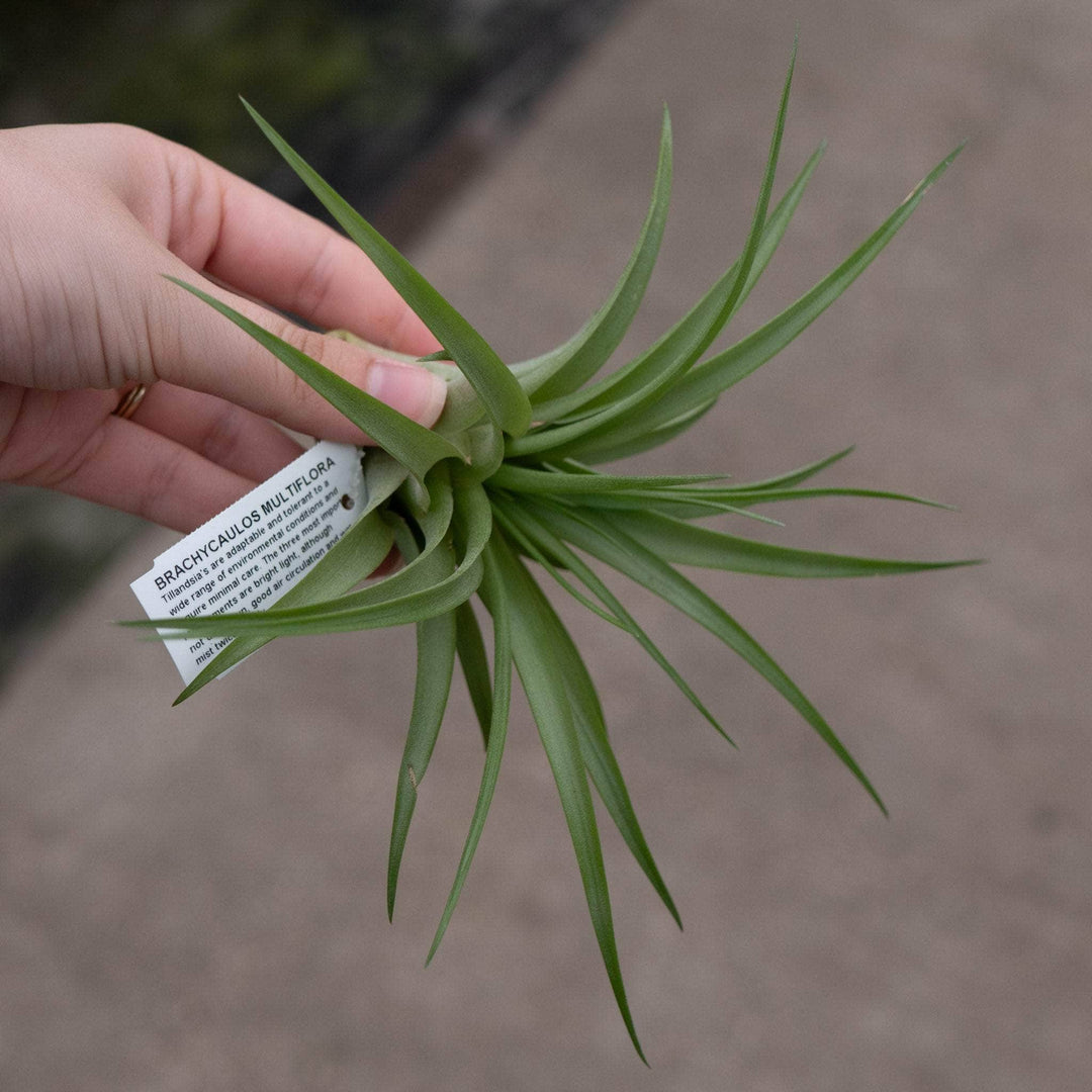 Gabriella Plants Air Plants Tillandsia Assortment 3-Pack