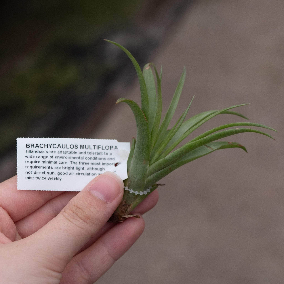 Gabriella Plants Air Plants Tillandsia Assortment 3-Pack