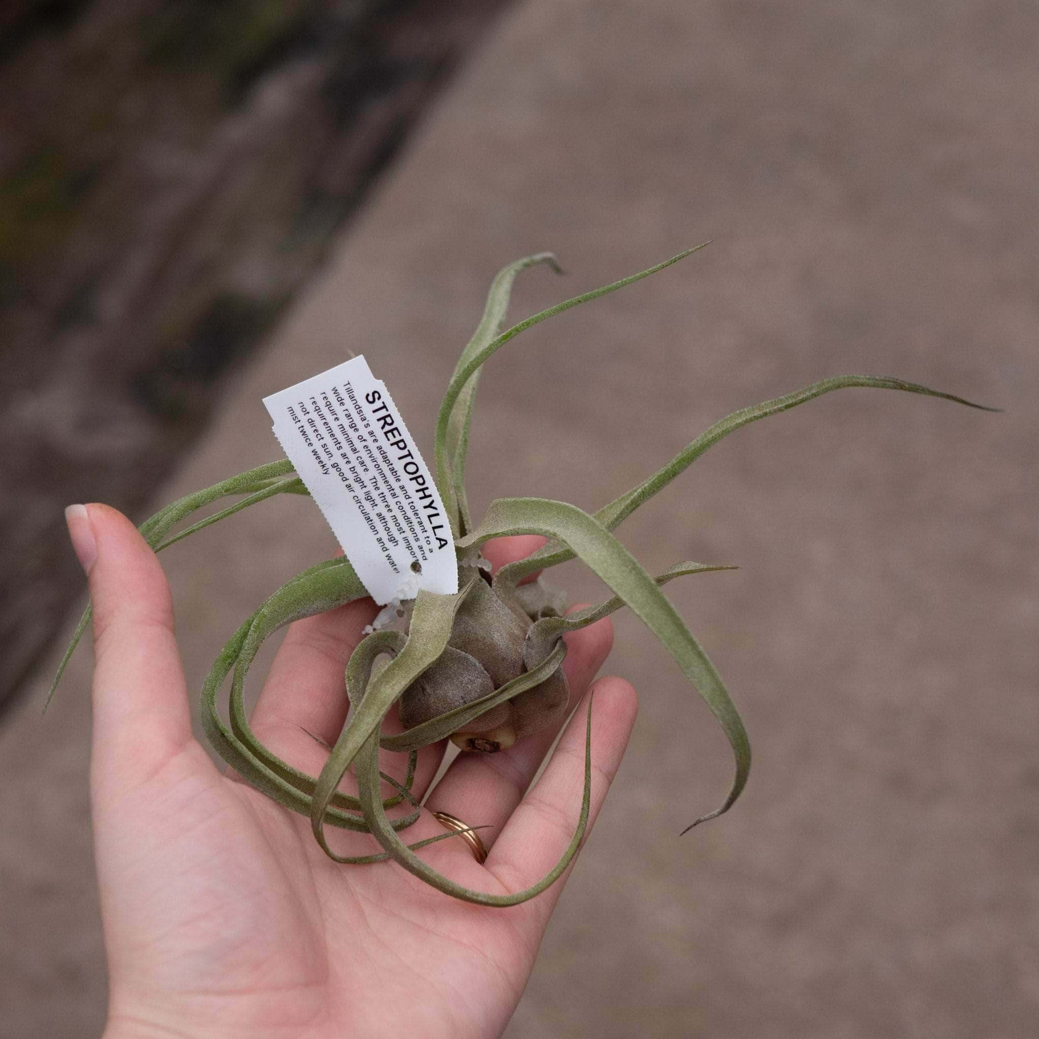 Tillandsia Splendid Journey 速達発送 Tillandsia Assortment 3-Pack - Gabriella Plants