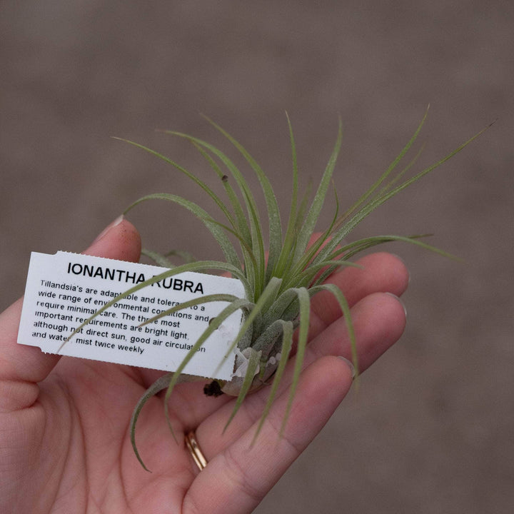 Gabriella Plants Air Plants Tillandsia Assortment 3-Pack