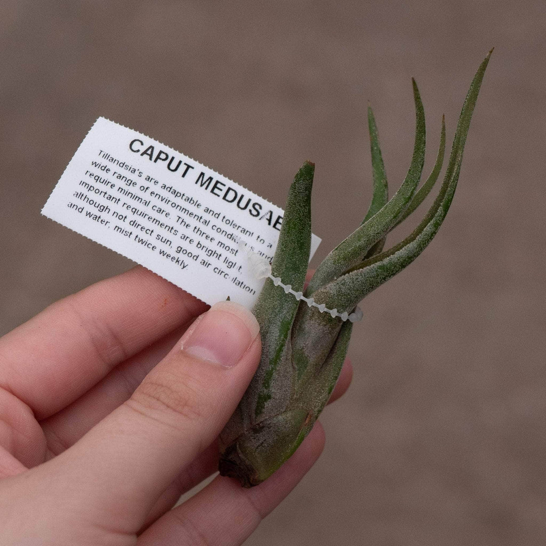 Gabriella Plants Air Plants Tillandsia Assortment 3-Pack