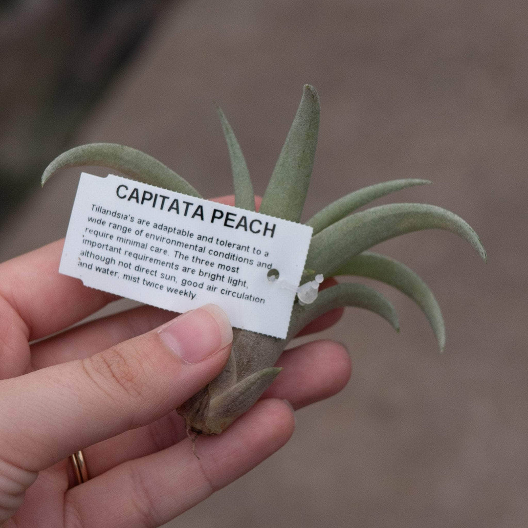 Gabriella Plants Air Plants Tillandsia Assortment 3-Pack