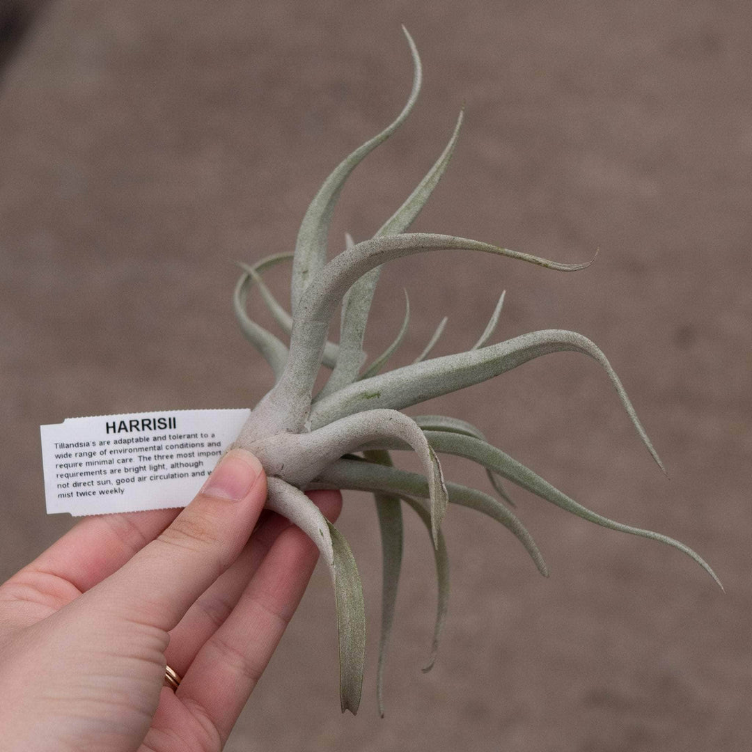 Gabriella Plants Air Plants Tillandsia Assortment 3-Pack