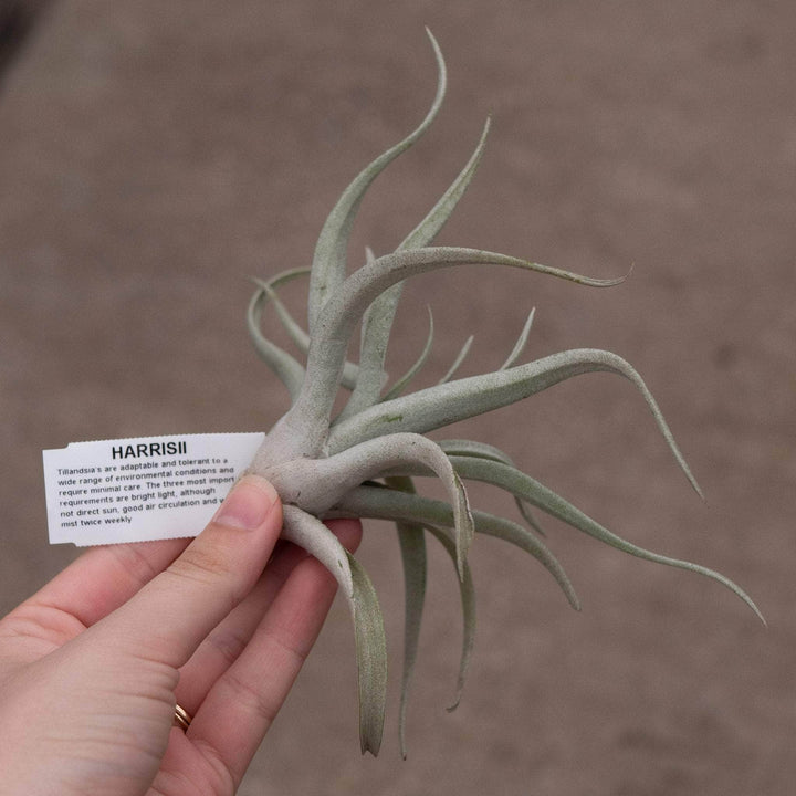 Gabriella Plants Air Plants Tillandsia Assortment 3-Pack