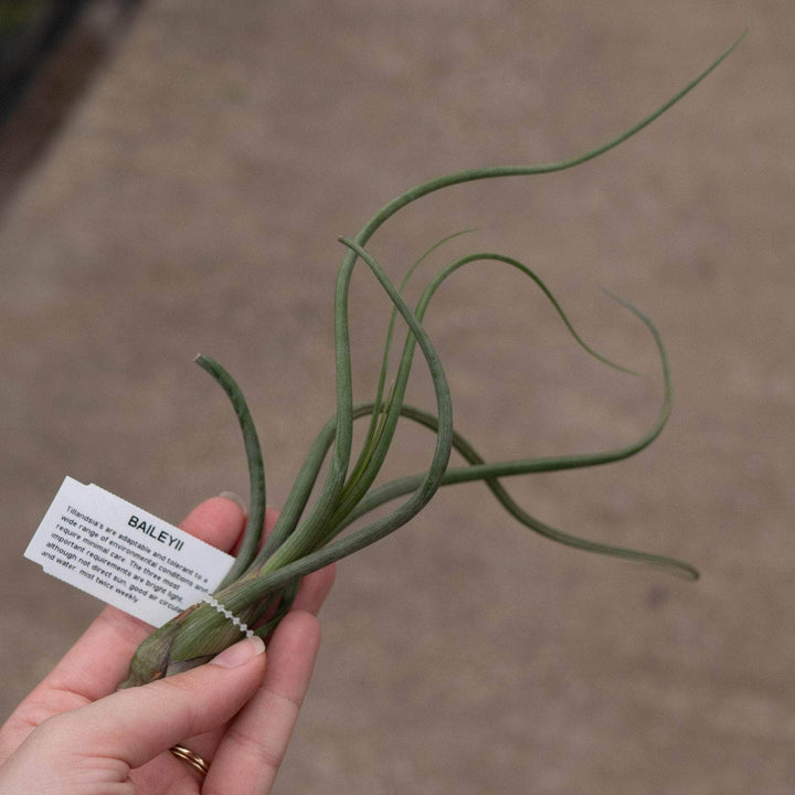 Gabriella Plants Air Plants Tillandsia Assortment 3-Pack