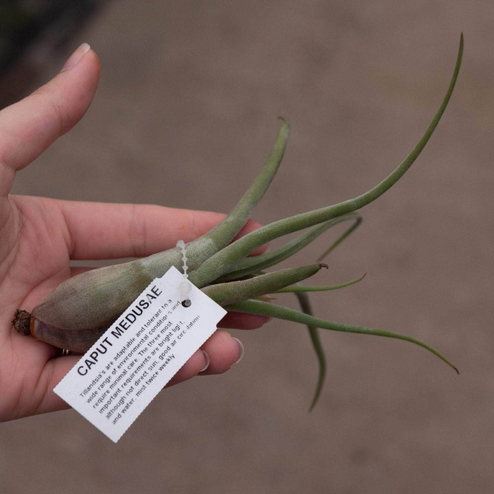 Gabriella Plants Air Plants Tillandsia Assortment 3-Pack