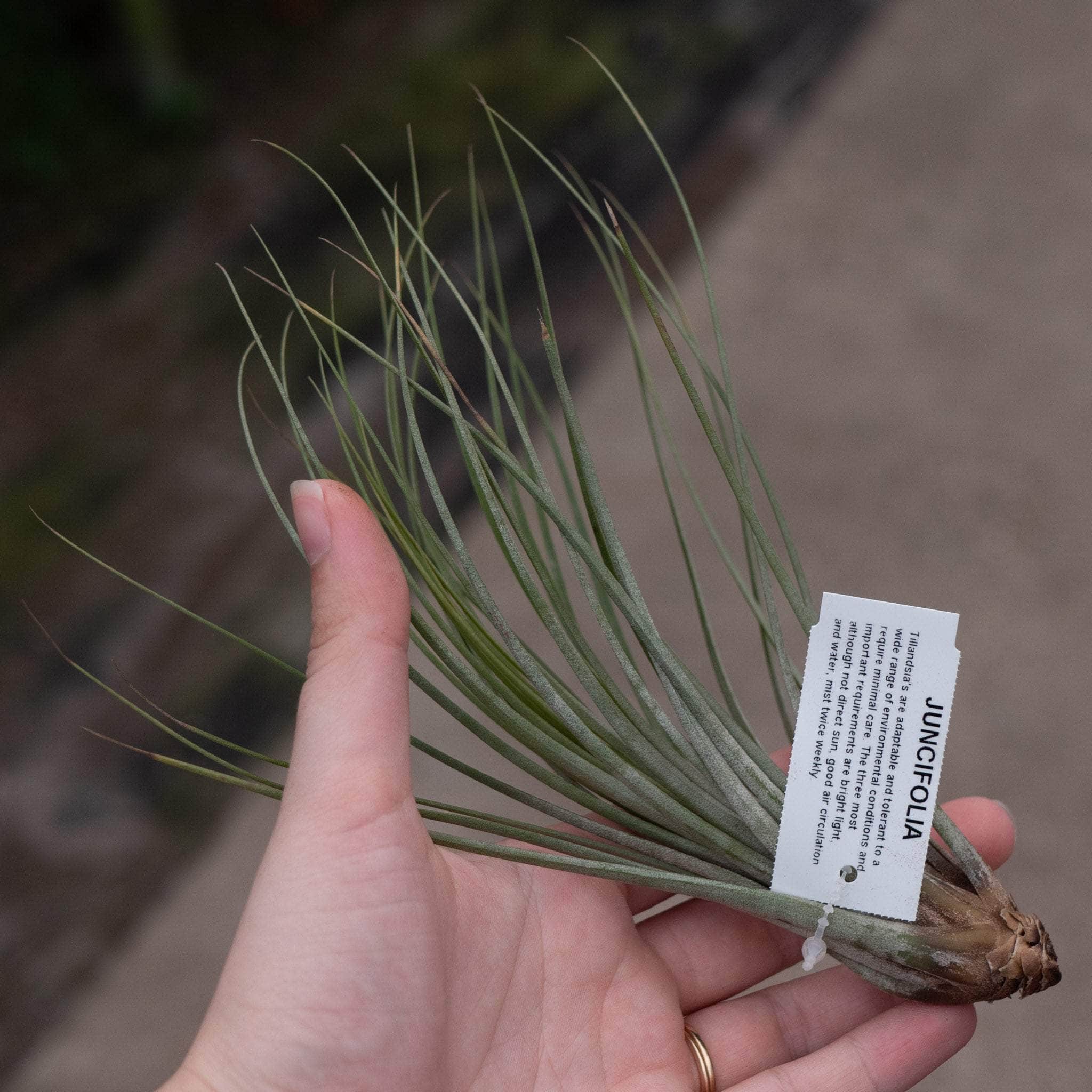 専用　　　　Tillandsia2個 Tillandsia Assortment 3-Pack - Gabriella Plants