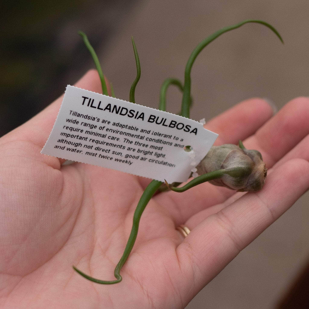 Gabriella Plants Air Plants Tillandsia Assortment 3-Pack