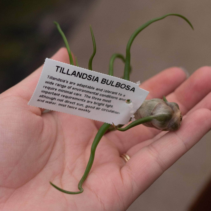Gabriella Plants Air Plants Tillandsia Assortment 3-Pack