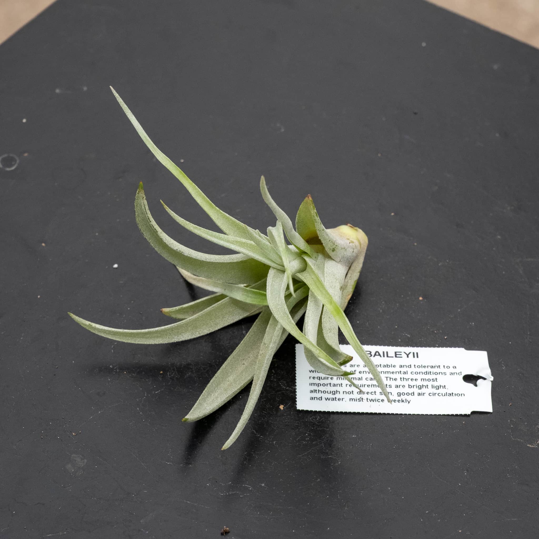 Tillandsia Assortment 3-Pack - Gabriella Plants
