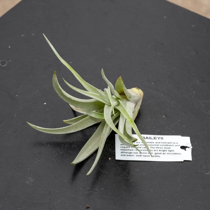 Gabriella Plants Air Plants Tillandsia Assortment 3-Pack